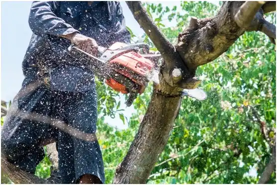 tree services Alcolu